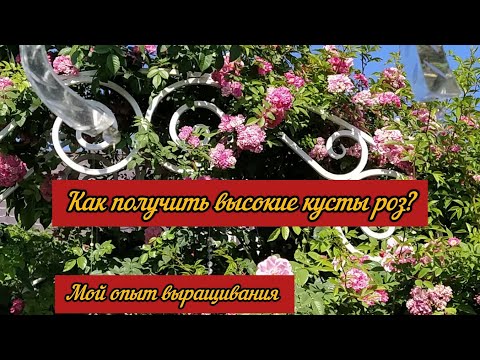 Видео: Как получить высокие кусты у роз?  Кто сказал что на Урале невозможно вырастить высокие розы?