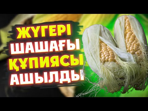Видео: ЖҮГЕРІНІҢ ЕЛ білмеген ҚҰПИЯСЫ АШЫЛДЫ, Жүгері АДАМ АҒЗАСЫНА ПАЙДАСЫ