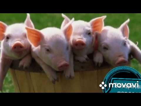 Видео: Вакцынация поросят.Вакцына САРДОСАН!!!Ставим вакцыну.