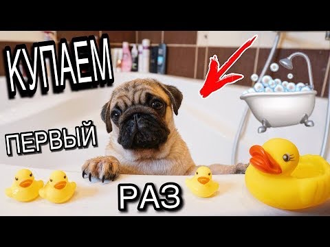 Видео: ЩЕНОК МОПСА ПЕРВЫЙ РАЗ КУПАЕТСЯ В ВАННОЙ  🛁 КАК ПОМЫТЬ ЩЕНКА ДОМА 🐶 УХОД ЗА СОБАКОЙ / БАКС ЗУМ