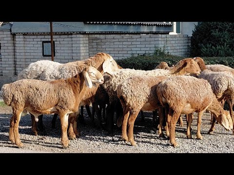 Видео: Тұсақтар,ұрғашы қозылар САТЫЛАДЫ +77766569804 Абзал 