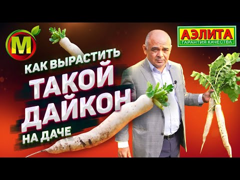 Видео: Дайкон Посадка и Уход. Большой Урожай Дайкона – около 10 кг с 1 кв.м.