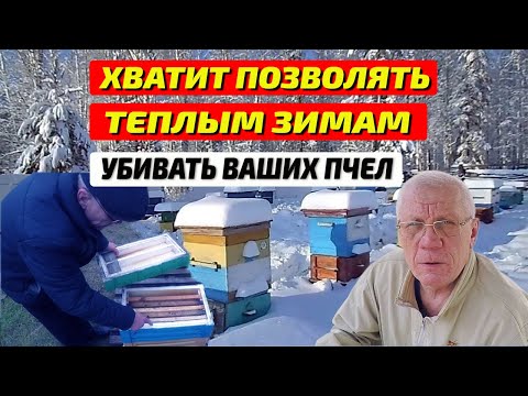 Видео: Зимовка пчел. Чем опасна теплая зима для пчел?