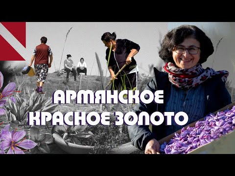 Видео: Шафран: красное золото Армении