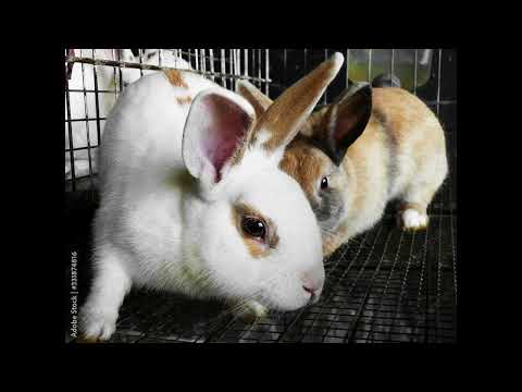 Видео: Кроличий бизнес