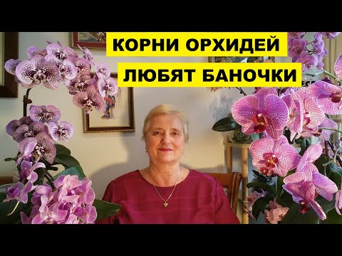 Видео: КОРНИ  ОРХИДЕЙ ЛЮБЯТ БАНОЧКИ, ВАЗОЧКИ.. И ПРОЧИЕ ГОРШОЧКИ