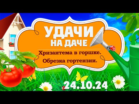 Видео: Удачи на даче. Хризантема в горшках. Как укрыть розу на зиму? Осенняя обрезка гортензии (24.10.2024)