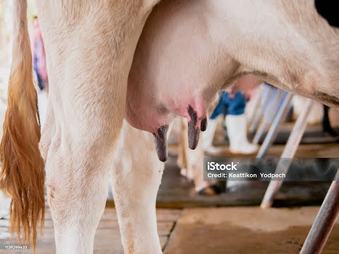 Видео: Якого розміру повині бути с...ки, ой дойкі у телки?