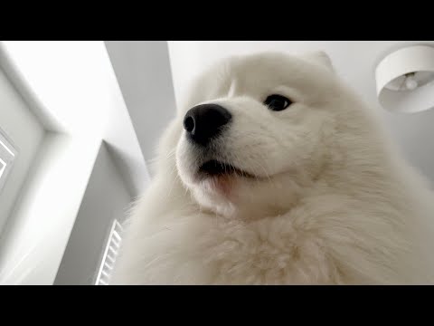 Видео: Моя собака не могла ходить в течение месяца, и она наконец-то раздражена.