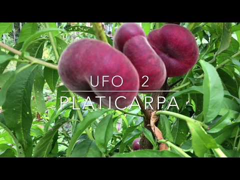 Видео: Вкуснейший  Персик  Уфо  2