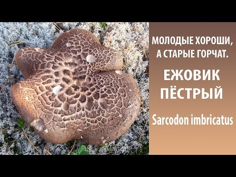 Видео: Молодые хороши, а старые горчат. ЕЖОВИК ПЁСТРЫЙ - Sarcodon imbricatus