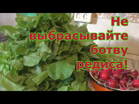 Видео: Как использовать листья редиса! Несколько рецептов приготовления блюд из свежей зелени редиса.
