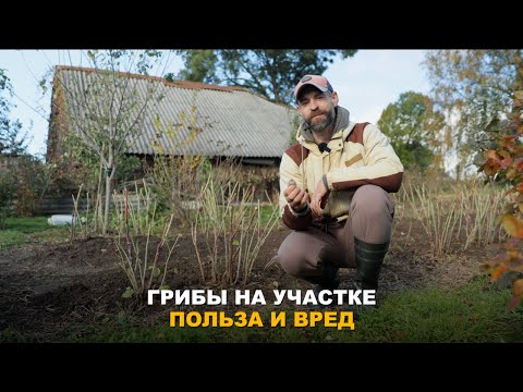 Видео: ГРИБЫ НА УЧАСТКЕ: ВРЕД ИЛИ ПОЛЬЗА? От каких грибов следует избавиться, а кто принесет пользу.