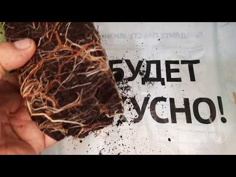 Видео: КНЯЖЕНИКУ ЯГОДУ КАК ПОСАДИТЬ,РАЗМНОЖИТЬ- ОПИСАНИЕ ОСЕНЬЮ .