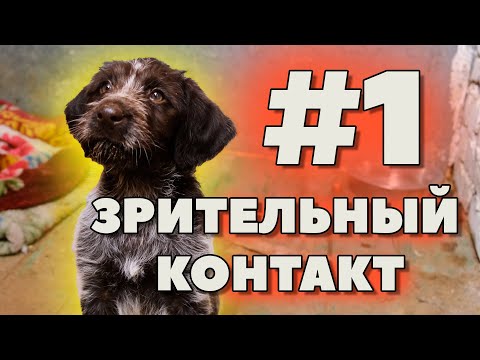 Видео: #1. ЗРИТЕЛЬНЫЙ КОНТАКТ С ЩЕНКОМ😲. Первое с чего нужно начинать дрессировать и воспитывать щенка