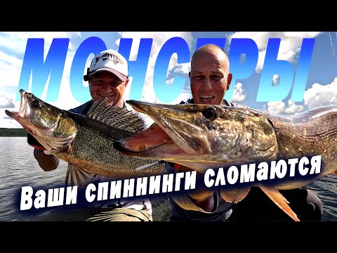 Видео: Хотели просто поймать окуней, но всё пошло не по плану. Щуки и судаки монстры вместо окуней
