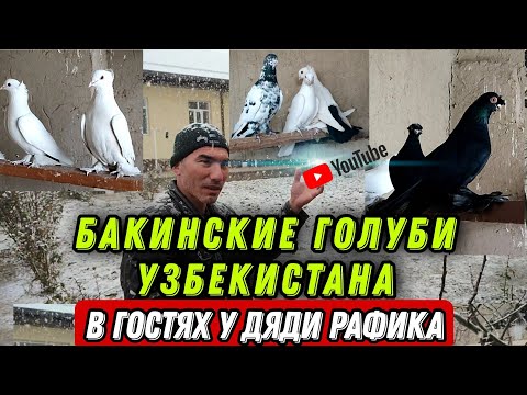 Видео: Игровые голуби! В ГОСТЯХ У ДЯДИ РАФИКА. БАКИНСКИЕ ГОЛУБИ УЗБЕКИСТАНА.