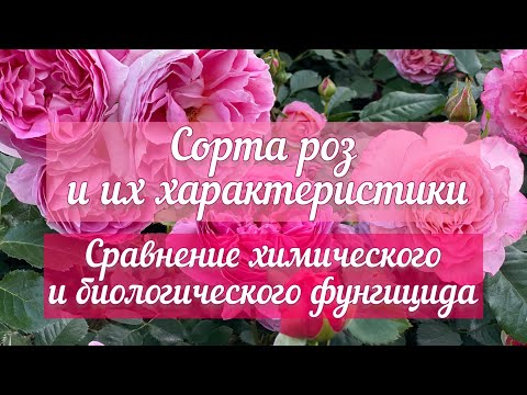 Видео: Сорта роз и их характеристики 🌹Сравнение химического и биологического фунгицида🦠