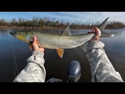 Видео: Вода кипит от рыбы!