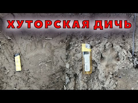 Видео: Дичь - медведь за забором и другие новости
