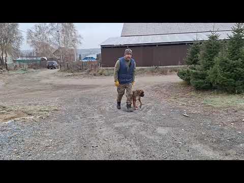 Видео: Перевозбужденный #боксёр,  тянет поводок. Занятие для Анастасии и Гавриила #яимойхвост 
