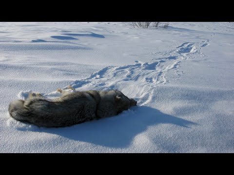 Видео: Наказание для Волчьей семьи