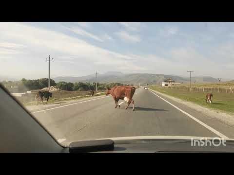 Видео: Дорога от Пятигорска на Эльбрус!