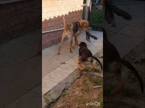 Видео: Русские гончие Лайма и Раскат вл. Шатров В.А. #топ #охотасгончей#собака #животные #топ #hunting