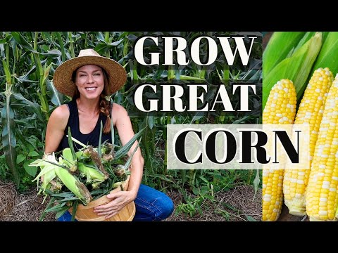 Видео: 9 советов по выращиванию кукурузы дома 🌽🌽🌽