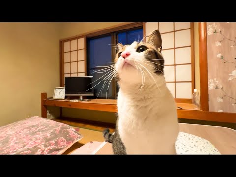 Видео: 8 кошек приветствовали меня в этом секретном гостевом доме в Японии 🐱✨ Nekotamaru