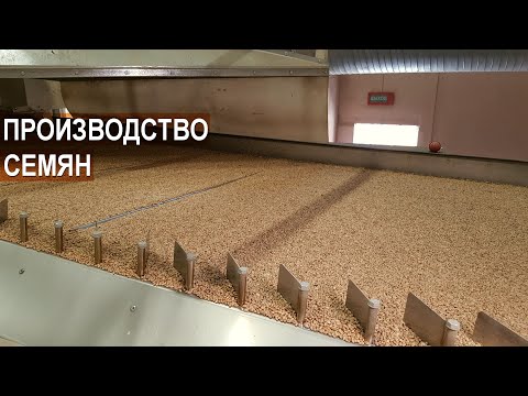 Видео: Минизавод по производству семян в СК Логойский (семенная линия ЛПЗС). Подготовка зерна и семян.