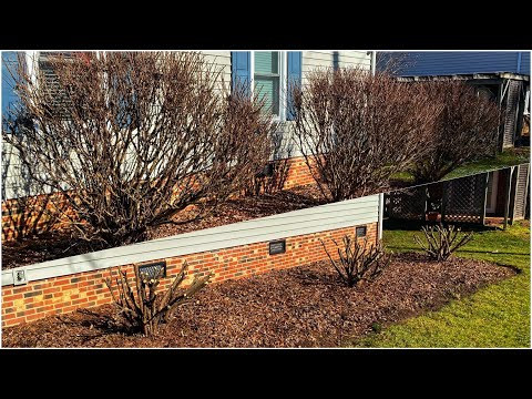 Видео: Жесткая обрезка Неопалимой Купины - [Ханна и бульдог помогли!]