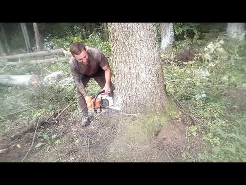 Видео: Валка леса, трелевка леса, лесоповал,, telling the forest,,, Walz week