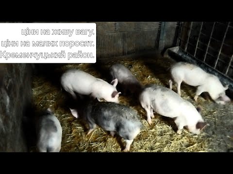 Видео: 🛑Шок‼️ Ціни на малих поросят‼️Ціна на Живу Вагу поросят‼️Як далі Жити🤯🆘
