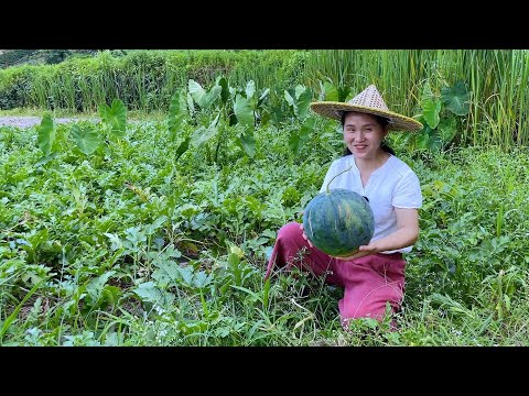 Видео: Сорвал большой арбуз, и Йике посмеялся над ним после того, как разрезал его.