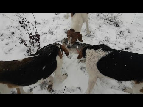 Видео: Охота На Зайца! Лучшая Охота С РПГ! ВЗЯЛ ВСЕХ СОБАК И БЫЛ В ШОКЕ!!!