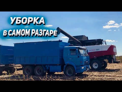 Видео: Уборка на КАМАЗЕ в самом разгаре 24.08.2024
