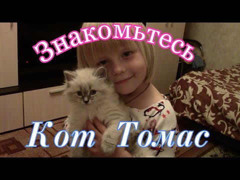 Видео: Кот Томас. Невская Маскарадная. Знакомство.