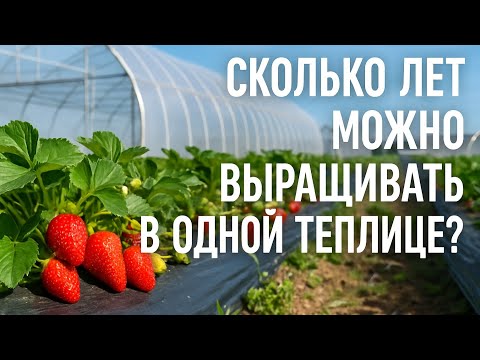 Видео: Сколько лет можно выращивать клубнику на одном месте?