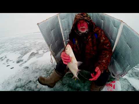 Видео: Их закормы отдали рыбу им. Наши закормы отдали нам. Зимняя рыбалка Юрия Философа.  У лунки 2024 г.