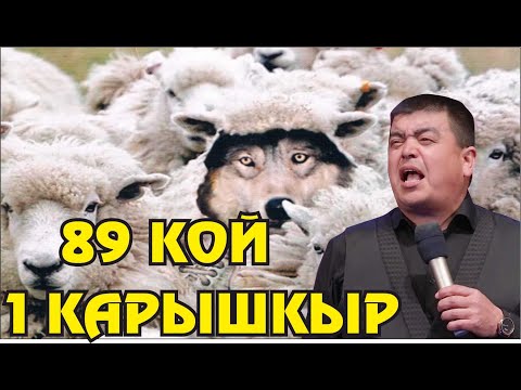 Видео: Жаңы2022//Тынар бир депутатты жайлады//89 кой 1 карышкыр