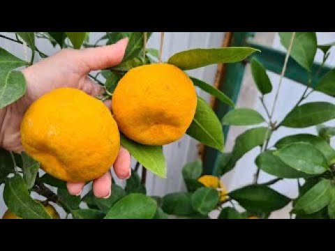 Видео: Что растет в теплице зимой? Мандарины!