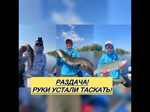 Видео: Окунь, Жерех, Сом. Раздача как на базаре! Часть 1