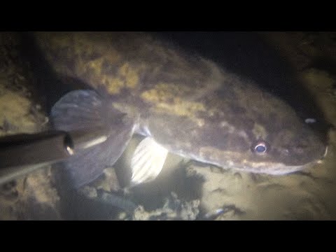 Видео: Первый выезд на Оку