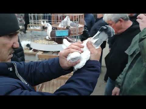 Видео: 9.11.2025г Тула Ярмарка Обз Голубей!!!