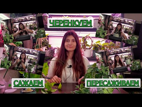 Видео: Черенкуем, Сажаем и Пересаживаем. Эпипремнум. Сциндапсус. Алоказия. Нолина.