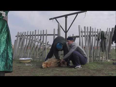 Видео: Бекқұл ата қорымына зияраттау 2