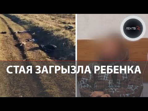 Видео: «Истребить всех этих тварей» | Стая собак загрызла мальчика |  Задержана красноярская зоозащитница