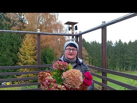 Видео: ОСЕННИЙ БУКЕТ ОТ ДАЧНИКОВ 🙋🍁🍂