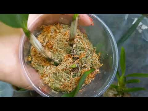 Видео: Обзор разных растений. Бегонии#орхидеи#сансивьерии#фиалки❤️❤️❤️